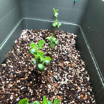 枝豆の成長の投稿画像一覧 Greensnap グリーンスナップ