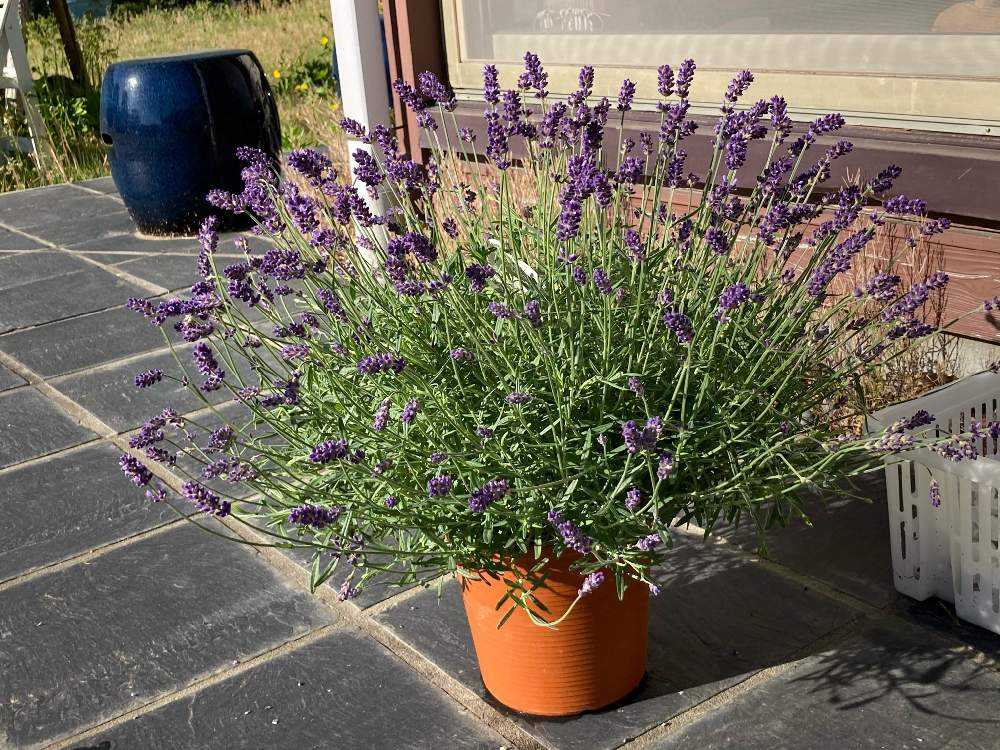 イングリッシュラベンダー ほのか Greensnap グリーンスナップ