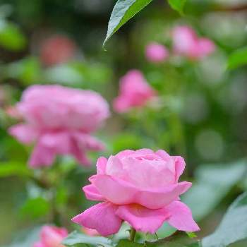 フラゴナールの画像 by ボヤージュさん | 小さな庭とフラゴナールと水曜ローズショーと薔薇に魅せられてとバラ大好きとバラのある暮らしとミラーレス一眼とバラが好きとばら 薔薇 バラとロザリアン