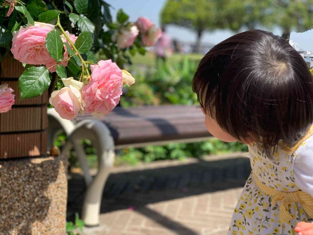 めいたんとママさんの山下公園への投稿