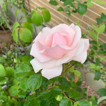 薔薇ニュードーンの画像 by にこさん | 薔薇ニュードーンと癒しとバラ♪とガーデニング初心者と可愛いと花のある暮らし