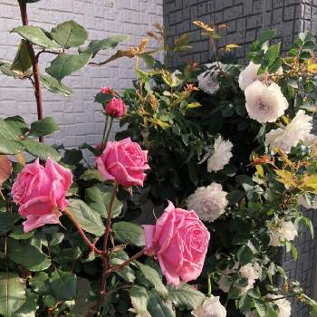 新米の画像 by よーみさん | 小さな庭と開花中と薔薇に魅せられてとGabriel（ガブリエル）と強香のバラと新米と新米ロザリアンと薔薇♪とバラ・ミニバラと薔薇 結愛と薔薇の花