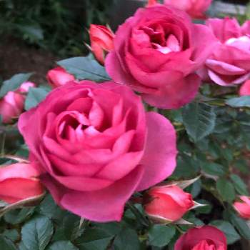 コーヒーオベーション バラの画像 by ゆきんこさん | 初夏の庭とばら バラ 薔薇とコーヒーオベーション バラ
