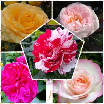 薔薇 プリンセスヴェール♪の画像 by ひよたろさん | 薔薇センチメンタル♪と薔薇セント・パトリック♪と薔薇ノスタルジー♪と花のある暮らしと薔薇レオナルドダ・ヴィンチと薔薇 プリンセスヴェール♪