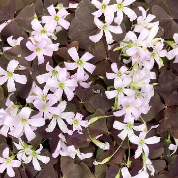 オキザリス 紫の舞（トライアングラリス）の画像 by manabeさん | 小さな庭とオキザリスとオキザリス 紫の舞（トライアングラリス）とカタバミ属とカタバミ科と薄ムラサキの花と三角の葉とカタバミの花