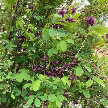 あけびの花 の投稿画像一覧 Greensnap グリーンスナップ