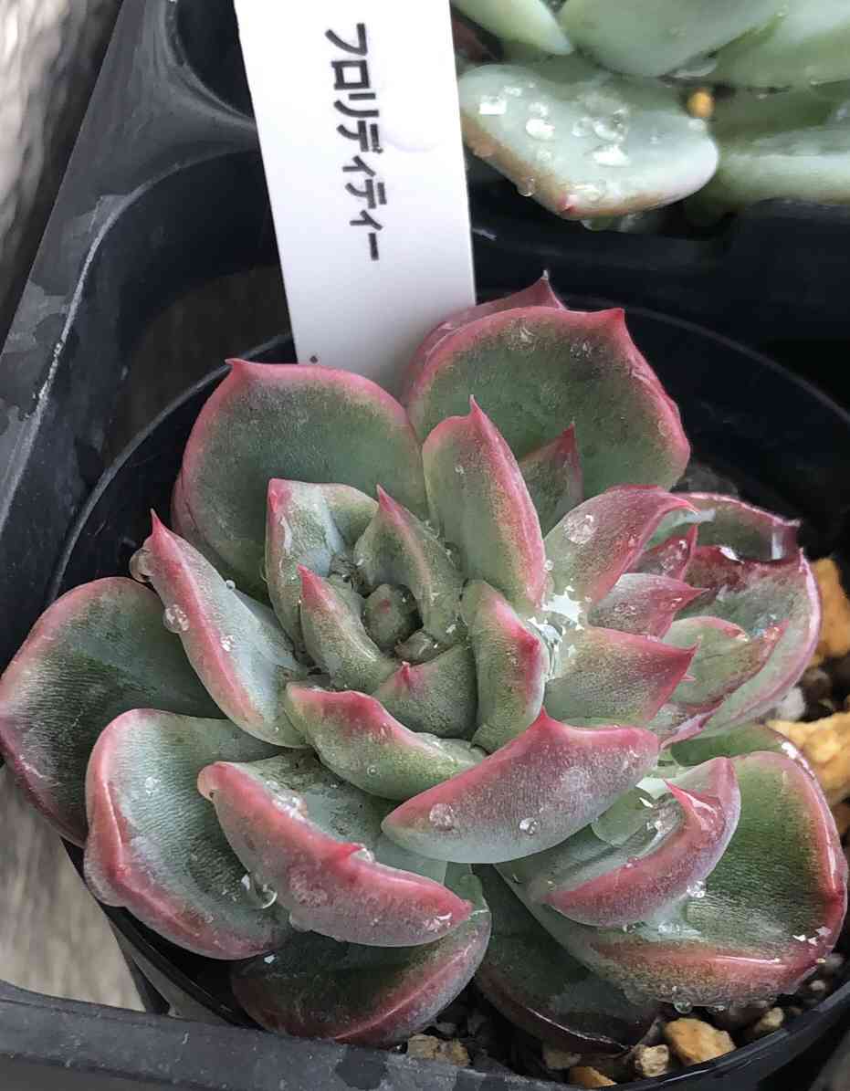 フロリディティー エケベリアの一覧｜🍀GreenSnap（グリーン