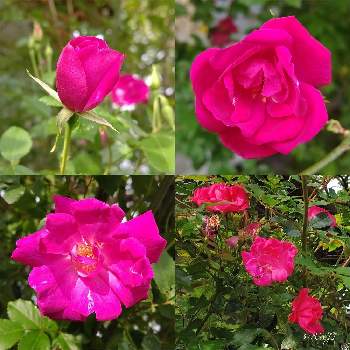 ㊗️じゅんさん3300picの画像 by PONJIさん | フェンスとMyアルバムと㊗️ふくちゃん1500picと㊗️ピカピカさん1000picとばら バラ 薔薇と㊗️じゅんさん3300picと3月11日を忘れない。とお気に入りと花は・花は・花は咲くと新型コロナウィルスに負けるなとウキウキわくわく♪とチーム岐阜とがんばろう1.17と九州の皆さんにエールを♪と㊗️hydrangea1112さん300picと花のある暮らしと今日も一日お元気でと被災地にエールを…。とGSアダルトチームとばら 薔薇 バラ