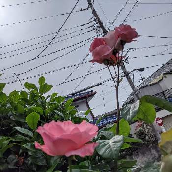 ピンクのミニバラの画像 by ヒロシさん | 小さな庭と薔薇とピンクとピンクのミニバラと家庭園芸