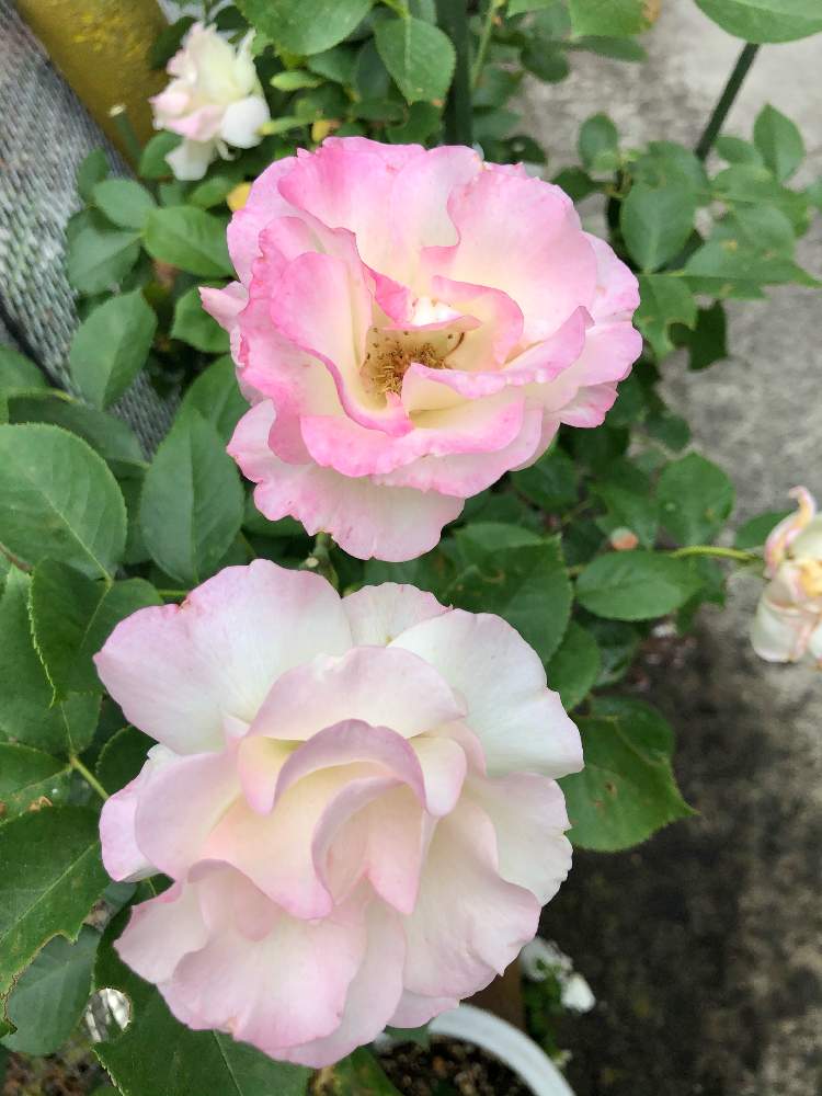 バラ マチルダの投稿画像 By ななぽこさん 薔薇 と癒される とバラ大好きとマイガーデンと花のある暮らしとお花は癒し 21月5月12日 Greensnap グリーンスナップ