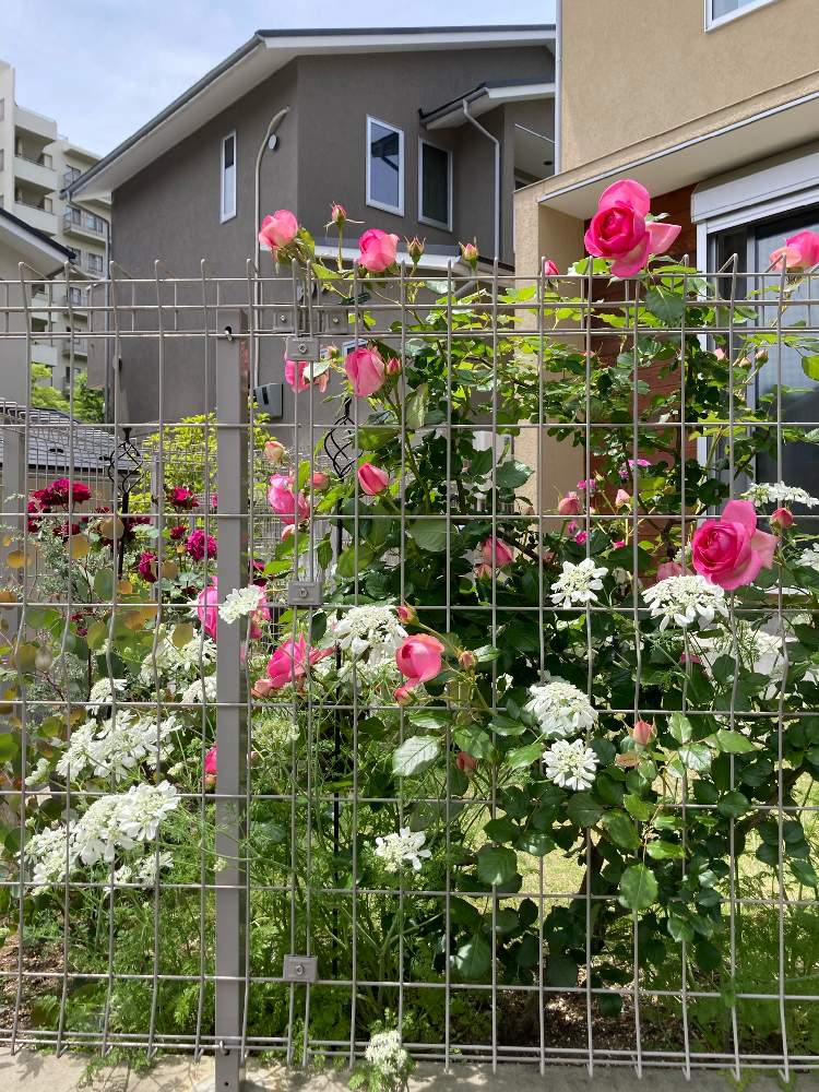 ばら バラ 薔薇の投稿画像 By Le Port Romantique さん 花壇と庭作りとおうち園芸とガーデニングと花のある暮らしとバラ ミニバラと花が好きとバラを楽しむと自慢のバラ 21 21月5月12日 Greensnap グリーンスナップ