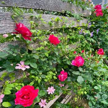 クレマチス・かぐやの画像 by あっこさんさん | ばら バラ 薔薇と薔薇に魅せられてと古住居とクレマチス・かぐやとクレマチス*エミリアプラターと開花までワクワク（＾Ｏ＾☆♪とギー・サヴォア薔薇