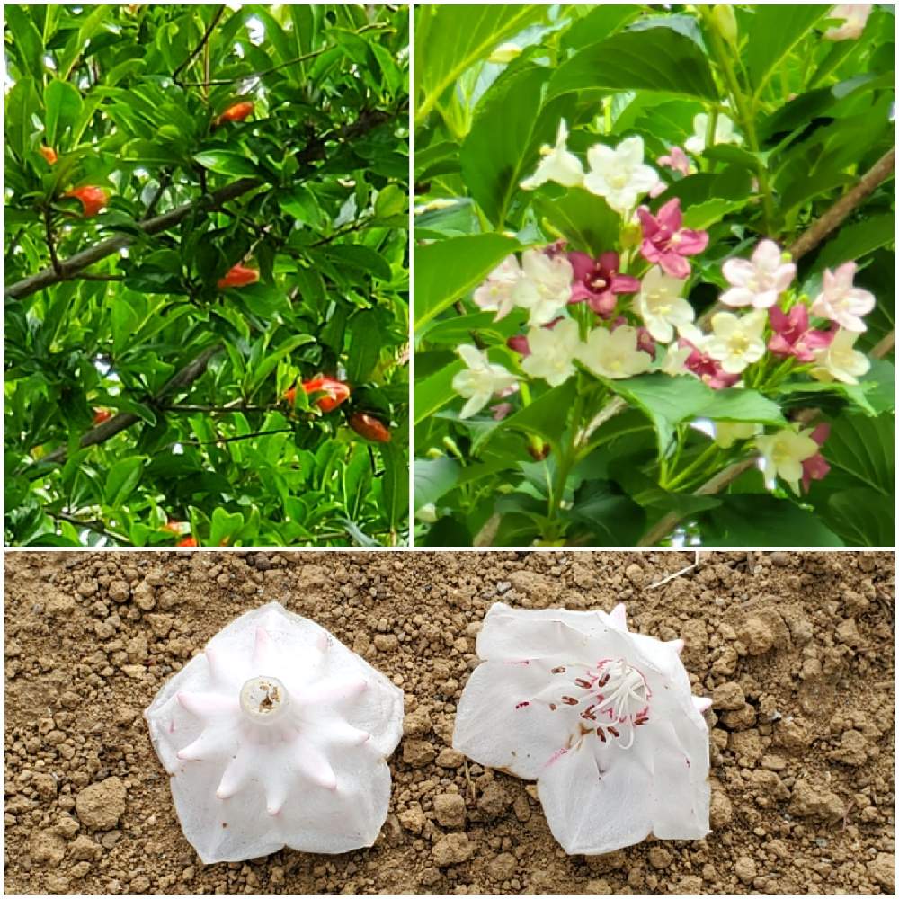 カルミアの投稿画像 By まりゆりさん ザクロとザクロの花と箱根空木 ハコネウツギ 21月5月12日 Greensnap グリーンスナップ