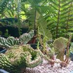 ポリゴナ綴化の一覧 Greensnap グリーンスナップ