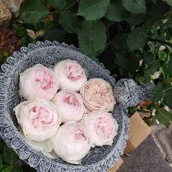 和バラ 旋律の投稿画像一覧 Greensnap グリーンスナップ