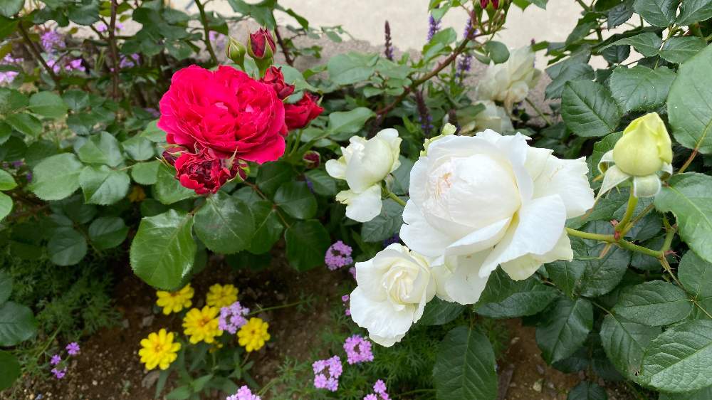 バラ ボレロの投稿画像 By にゃんこさん レッドレオナルドダヴィンチとブッシュローズと千葉県と京成バラ園芸とガーデニング初心者と花のある暮らしとバラ ミニバラと白バラとロザリアンとバラを楽しむと地植え 21月5月12日 Greensnap グリーンスナップ