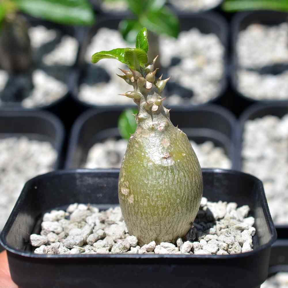 ウィンゾリー剪定育成｜🍀GreenSnap（グリーンスナップ）