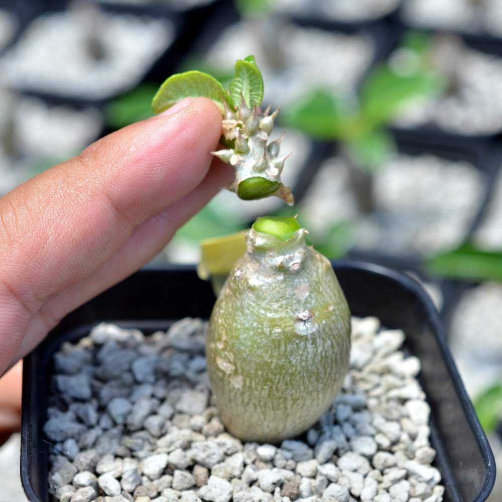 ウィンゾリー剪定育成｜🍀GreenSnap（グリーンスナップ）