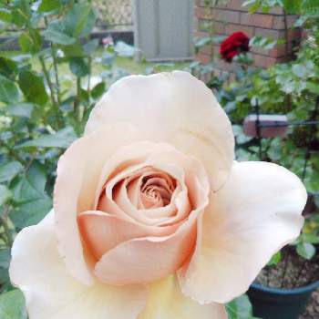 バラのある庭の画像 by フレンチトーストさん | 小さな庭と香りのよいバラとグリーンライフ♡と緑のある暮らしとバラのある庭ときれい✨とバラ・ カフェラテ