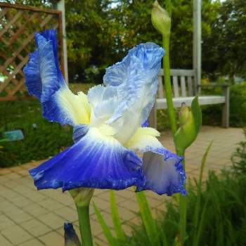 アヤメの花の画像 by ケニチさん | ニオイアヤメとせんだい農業園芸センターとアヤメの花