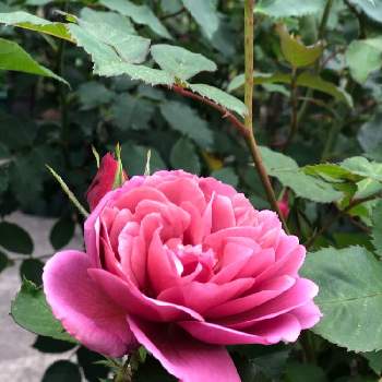 薔薇 あおいの投稿画像一覧 Greensnap グリーンスナップ