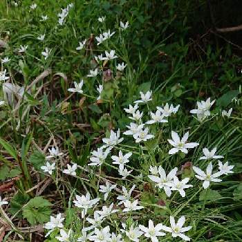 スター オブ ベツレヘムの投稿画像一覧 Greensnap グリーンスナップ