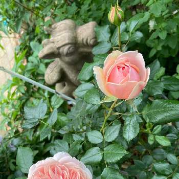 ガーデンオブローゼス*の画像 by ななちちさん | 小さな庭とばら バラ 薔薇と薔薇愛同盟とコロナの馬鹿と薔薇男子と薔薇に魅せられてと植中毒とガーデンオブローゼス*と2021 GSでバラ園と手づくりの庭とガーデニングと花のある暮らしとななちち薔薇2021とロザリアンとななちち邸とコロナのバカ