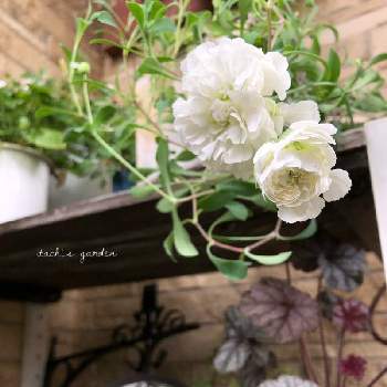 シレネ・スワンレイク❤の画像 by itachiさん | 玄関と趣味がお仕事にと植物のある暮らしとお花大好き♡とガーデニング大好き❤️とシレネ・スワンレイク❤と癒しと植物大好きとおうち園芸と植えっぱなしと可愛いと花のある暮らし