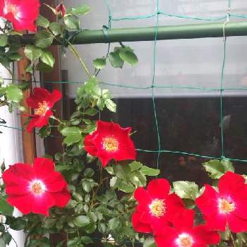 つるバラ ドルトムントの投稿画像一覧 Greensnap グリーンスナップ