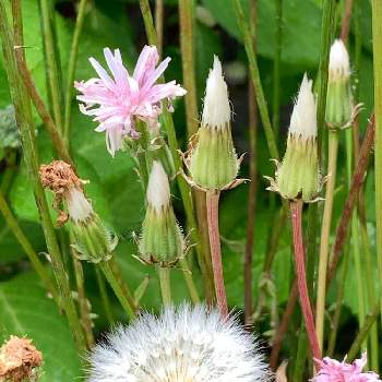 モモイロタンポポの投稿画像一覧 Greensnap グリーンスナップ