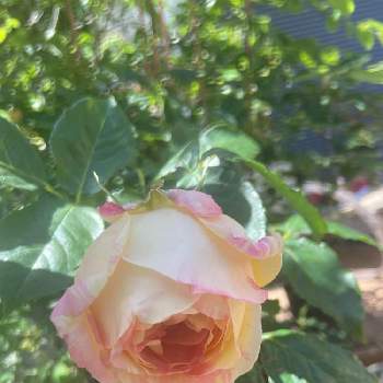 薔薇ペッシュボンボンの投稿画像一覧 Greensnap グリーンスナップ 薔薇ペッシュボンボンの投稿画像一覧 Greensnap グリーンスナップ