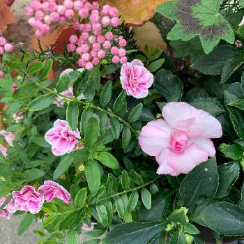 ロニセラ レモンビューティの投稿画像一覧 Greensnap グリーンスナップ