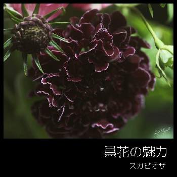 黒い花の投稿画像一覧 Greensnap グリーンスナップ