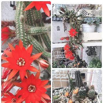 兎月丸の投稿画像一覧 Greensnap グリーンスナップ 兎月丸の投稿画像一覧 Greensnap グリーンスナップ