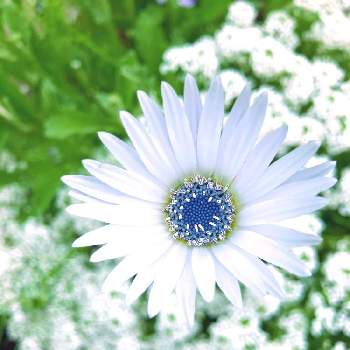 アークトチス グランディスの投稿画像一覧 Greensnap グリーンスナップ