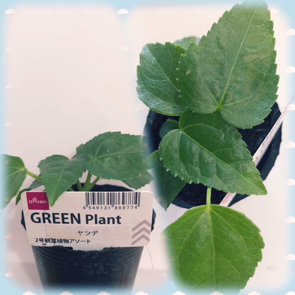 ヤツデの投稿画像 By としぞーさん 玄関と100均とダイソーとヤツデの葉と100均とダイソーとヤツデの葉 21月5月12日 Greensnap グリーンスナップ Greensnap グリーンスナップ