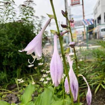 ホスタクラウサの投稿画像一覧 Greensnap グリーンスナップ