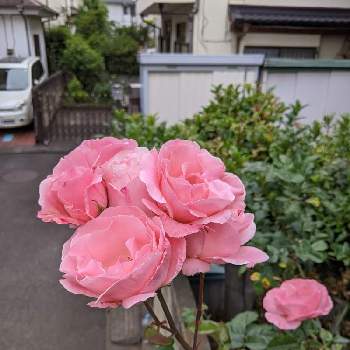 ピンクのミニバラの画像 by ヒロシさん | 小さな庭と薔薇とブライダルピンクとピンクとピンクのミニバラと家庭園芸と自慢のバラ_2021