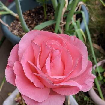 ピンクのミニバラの画像 by ヒロシさん | 小さな庭と薔薇と庭の花とモモイロヒルザキツキミソウの花とピンクのミニバラとピンクと家庭園芸