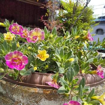 花のある庭❣の画像 by 春の薔薇さん | 広い庭と軒下ガーデンと花のある庭❣と鉢うえの栽培の草花