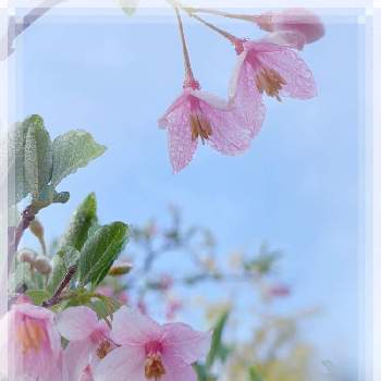 エゴノキ(ピンク)の画像 by 雪のしずく*さん | 広い庭とエゴノキ(ピンク)と自己大満足♡と感謝カンゲキ雨嵐とHappiness☆としずく′s pink flowerとしずく′s エゴノキ