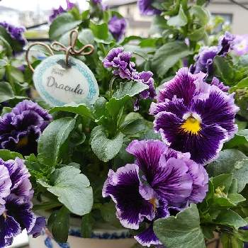 高貴な花の投稿画像一覧 Greensnap グリーンスナップ