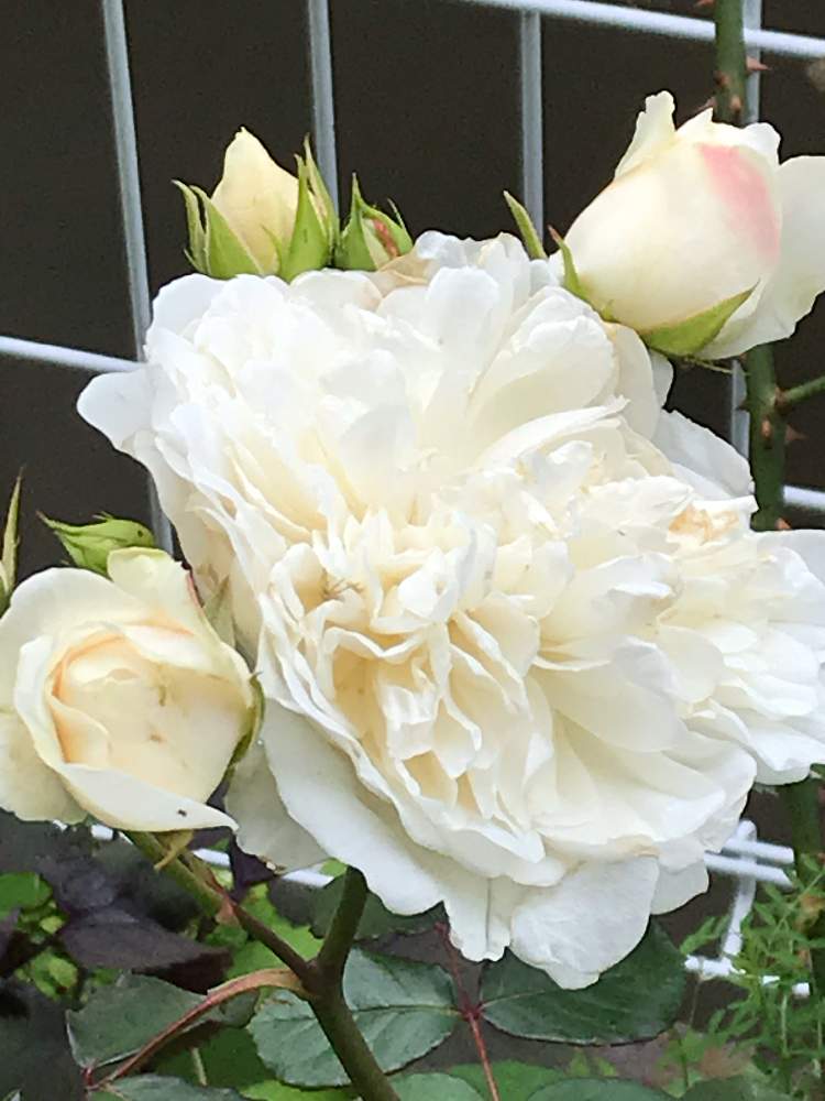 バラ ソンブレイユの投稿画像 By Reikoriseさん 自慢のバラ 21とばら バラ 薔薇とわれら17年組とバラ大好きとフランスのバラと植物大好きとgs映えとgs日和とおうち園芸と植中毒と21 Gsでバラ園とゆるキャラ倶楽部と花のある暮らしとバラ愛同盟 21月5月12日