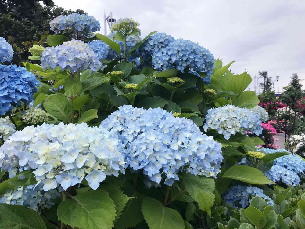 あこさんの山下公園への投稿