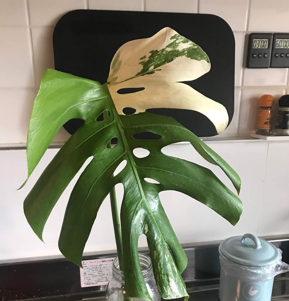 モンステラカット苗購入から土に植えるまでの記録｜🍀GreenSnap 