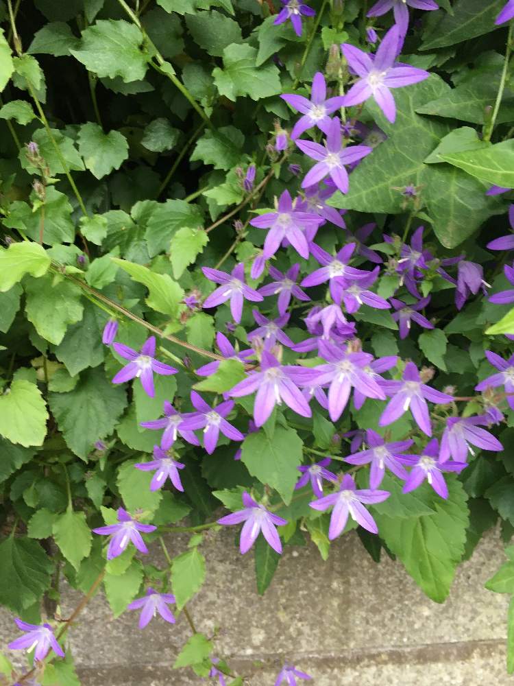 カンパニュラアルペンブルーの投稿画像 By カタさん 21月5月12日 Greensnap グリーンスナップ