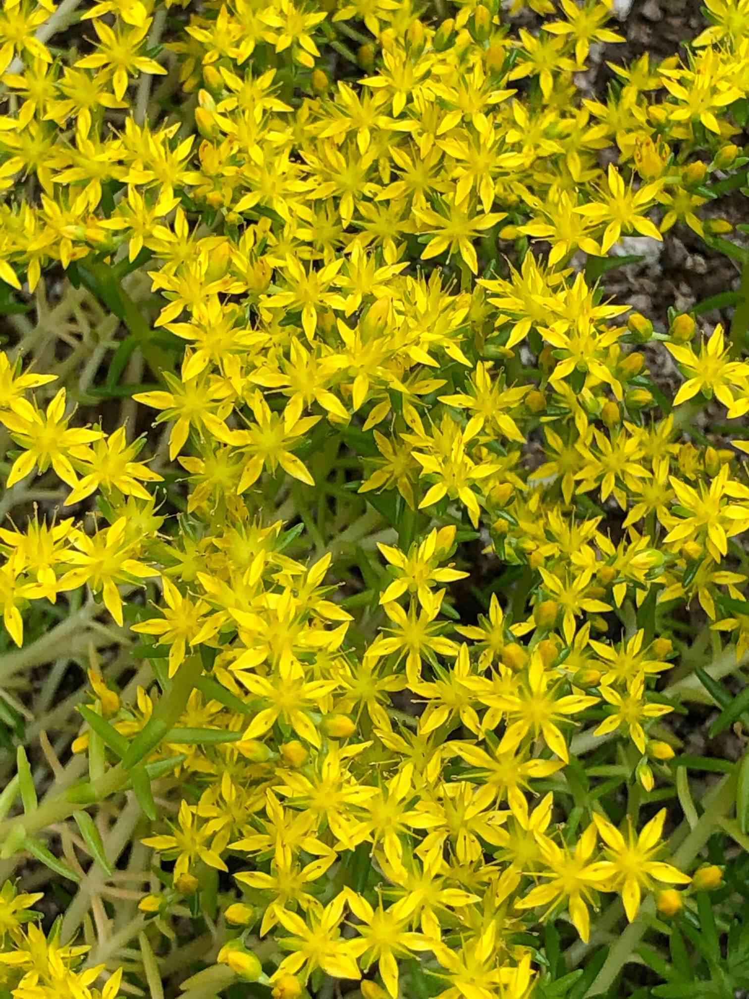 メキシコマンネングサの育て方｜植え付けや植え替えの時期は