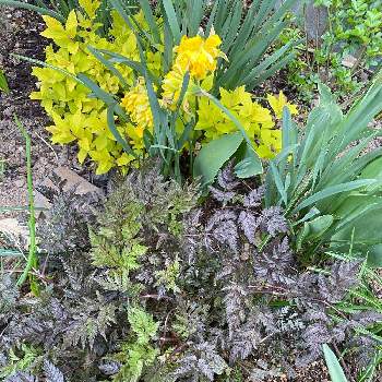 アンスリスクス ラベンスウィングの投稿画像一覧 Greensnap グリーンスナップ