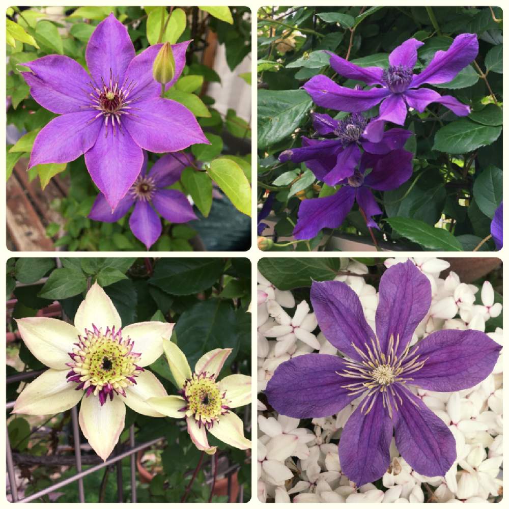 クレマチスの投稿画像 By Meihoさん クレマチス ミゼットブルーとクレマチス アフロディーテエレガフミナとクレマチス アラベラとクレマチス同盟 21月5月12日 Greensnap グリーンスナップ