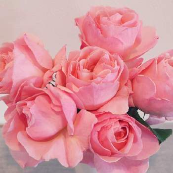 可愛い薔薇の画像 by loveloveさん | 部屋と ハッピーと癒しの薔薇と可愛い〜♡と小さな喜びとピンクのお花と小さな幸せ♡と可愛い薔薇と部屋の薔薇と優しい気分と可愛いと楽しい